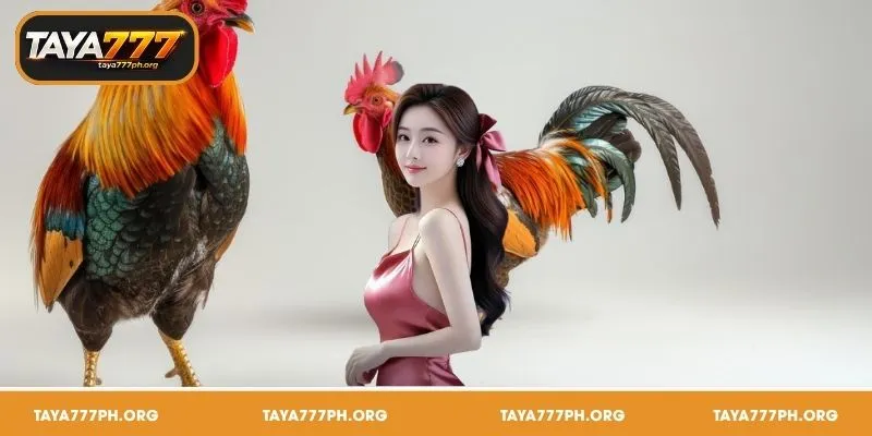 Sabong Live Stream action at TAYA777