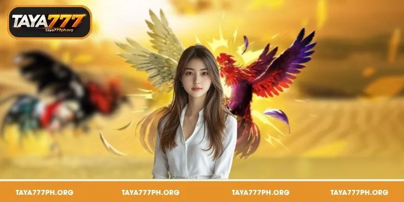 Sabong TAYA777 ay nagbibigay ng live at kapana panabik na online sabong experience