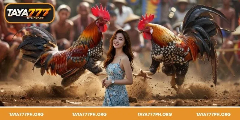 Why TAYA777 is the Best Betting Platform